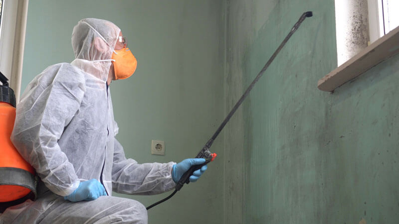 Mold Testing and Removal Mold Testing and Removal