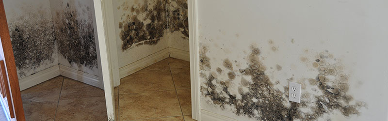 mold testing and removal mold testing and removal